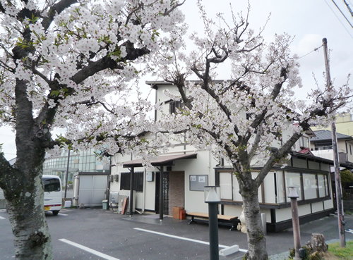 さくらとお店