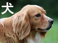 犬の捜査