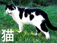 猫