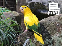 鳥の捜査